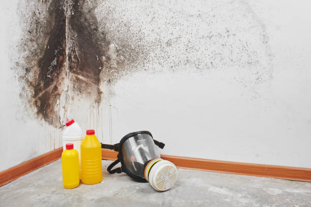 Trusted Pinellas Park, FL Mold Remediation Experts
