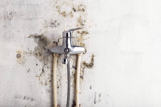 Best Health and Safety Mold Remediation in Pinellas Park, FL
