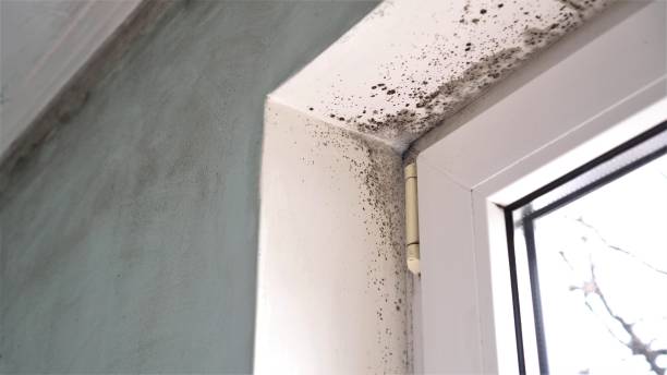 Best Commercial Mold Remediation in Pinellas Park, FL