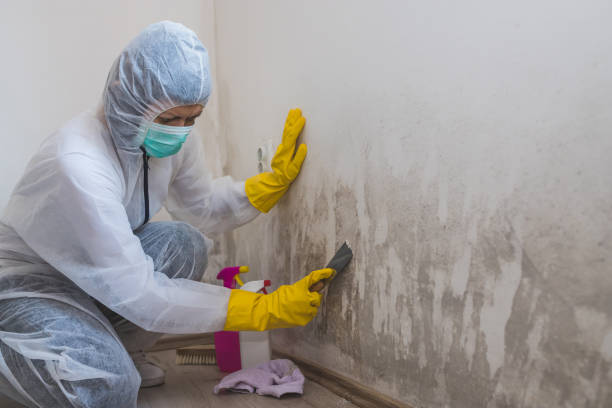 Best Residential Mold Remediation in Pinellas Park, FL