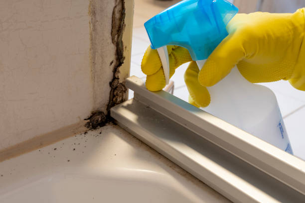 Best Kitchen Mold Remediation in Pinellas Park, FL