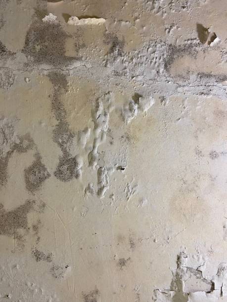 Best Industrial Mold Remediation in Pinellas Park, FL