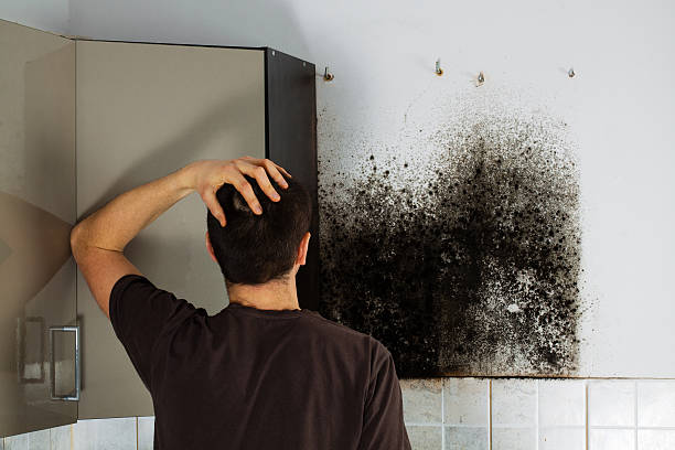 Best Bathroom Mold Remediation in Pinellas Park, FL
